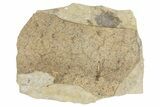 Detailed Fossil Crane Fly (Tipula) - France #290742-1